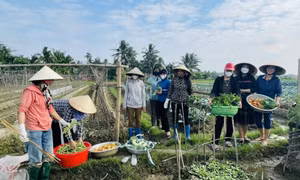 Hỗ trợ đào tạo nghề cho lao động nông thôn