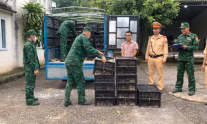 Ngăn chặn buôn lậu gia cầm từ biên giới