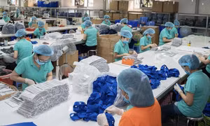 Sau đại dịch, có một loại vải bỗng được thế giới săn lùng, tiêu thụ mạnh