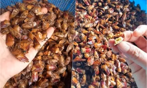 Loại côn trùng hôi hám, bị tránh xa nay bỗng thành đặc sản đắt đỏ