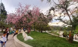 Đưa 4 chú chó Alaska ra án ngữ gốc mai ở Đà Lạt, 3 thanh niên bị phạt