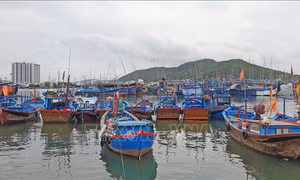 Chương trình hành động của Chính phủ chống khai thác thủy sản bất hợp pháp