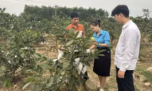 Thêm động lực cho nông dân phát triển sản xuất