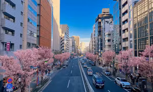 Ngắm anh đào khoe sắc ở Tokyo và Kyoto