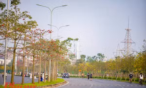 Ngắm đường hoa phong linh và hoa gạo tuyệt đẹp ở Hà Nội 