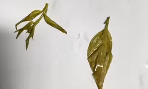Hai chị em hôn mê do ngộ độc lá ngón