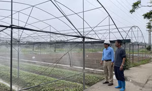 Đẩy mạnh ứng dụng KHCN trong trồng rau an toàn