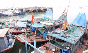 Bảo vệ nguồn lợi thuỷ sản trên Vịnh Hạ Long