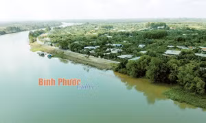 Bình Phước - Xuân trên những cù lao xanh