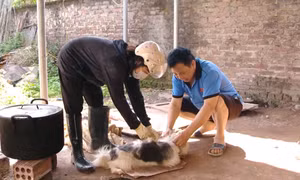 Hoàn thành kế hoạch tiêm vắc xin phòng dại cho chó, mèo