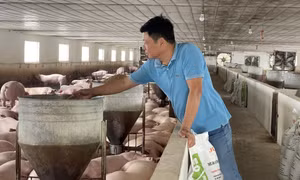 Làm giàu từ mô hình VAC  