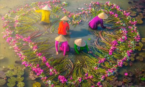 Việt Nam từ trên cao: Mùa thu hoạch bông súng ở Mộc Hóa, Long An