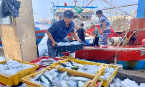 Gỡ thẻ vàng IUU, mấu chốt nằm ở quyết tâm của lãnh đạo địa phương
