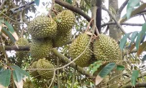 Đừng để nông sản Việt 'một phút huy hoàng'