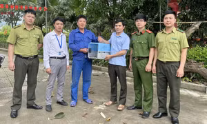 Tiếp nhận, bàn giao một con cu li lớn cho Vườn Quốc gia Cúc Phương