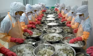 Rào cản của xuất khẩu tôm