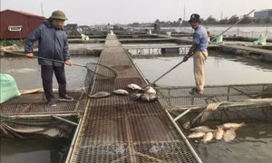 Cá nuôi lồng trên sông Thái Bình chết hàng loạt chưa rõ nguyên nhân