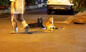 Bình Thuận: Người đàn ông tử vong vì bệnh dại, 2 năm sau khi bị chó cắn