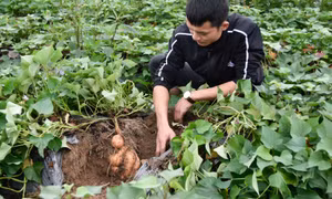 Khoai lang Đại Bình
