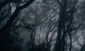 Thảm thực vật đẹp mê mẩn trên đường trekking đỉnh Lùng Cúng
