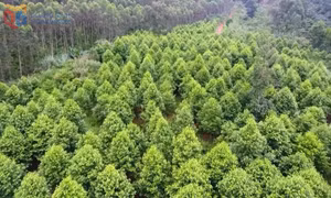 Tỷ lệ che phủ rừng Quảng Ninh đạt 45,5%, vượt mục tiêu đề ra cho năm 2025