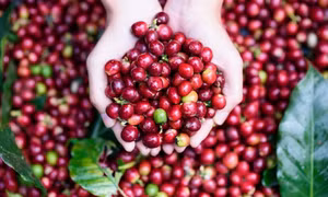 Điểm tên những mặt hàng nông sản xuất khẩu chiếm vị trí cao nhất