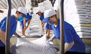 Doanh nghiệp Việt liên tiếp trúng các gói thầu gạo lớn