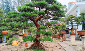 Thăm vườn tùng tiền tỉ ở Cô Tô