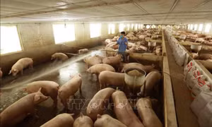 Người chăn nuôi sợ thua lỗ vì giá thức ăn tăng cao