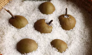 4 mẹo đơn giản biến quả xanh thành chín