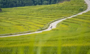 Đắm say một Pù Luông đẹp như tranh mùa lúa xanh 