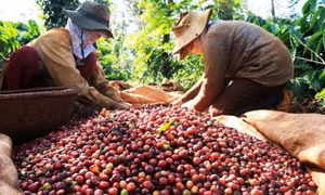 Xuất khẩu cà phê của Việt Nam có thể sẽ tăng từ quý II