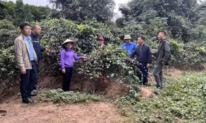 Khởi sắc vùng cao Hạ Long