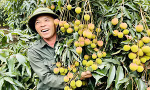 Kỳ vọng mùa bội thu vải chín sớm Phương Nam