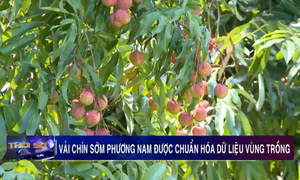 Vải chín sớm Phương Nam được chuẩn hóa dữ liệu vùng trồng
