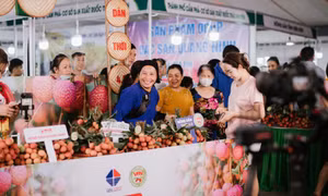 Vải chín sớm Phương Nam (TP Uông Bí): Tiêu thụ 100% sản lượng, thu gần 61 tỷ đồng