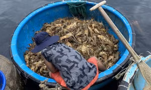 Hơn 60 tấn tôm hùm ở Phú Yên chết bất thường