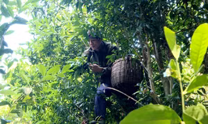 Gìn giữ, phát triển thương hiệu chè Vân Bản Sen