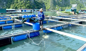 TP Cẩm Phả: Liên kết phát triển quy mô nuôi biển