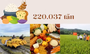 220.037 tấn - là mục tiêu sản lượng lương thực toàn tỉnh năm 2024