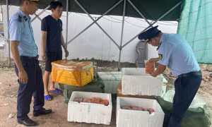 Phát hiện 800kg trứng gà non không rõ nguồn gốc
