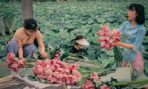 Mùa thu hoạch sen bách diệp ở Hồ Tây