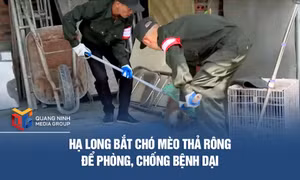 Hạ Long bắt chó mèo thả rông để phòng, chống bệnh dại