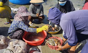 Độc đáo chợ cá làng chài Mũi Né