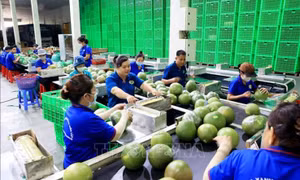 Trái cây Việt thích ứng những tiêu chuẩn thị trường xuất khẩu