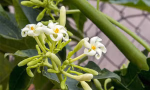 Hoa đu đủ đực có chữa được ung thư?