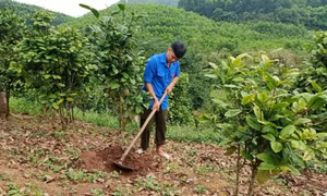 Hướng dẫn chuyển đổi sang trồng cây lâm sản ngoài gỗ