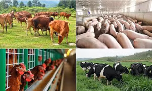 Nhiều chính sách hỗ trợ phát triển chăn nuôi