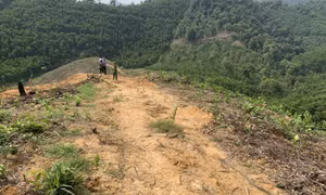 Bắt tạm giam một người hủy hoại rừng để trồng keo