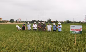 Chuẩn bị tốt các điều kiện sản xuất vụ lúa mùa
